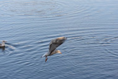 Sudaki martılar ve ördekler