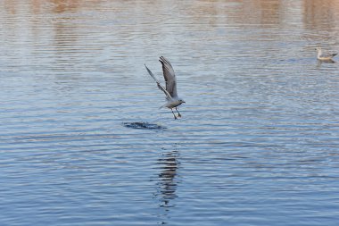 Martı suda uçuyor.