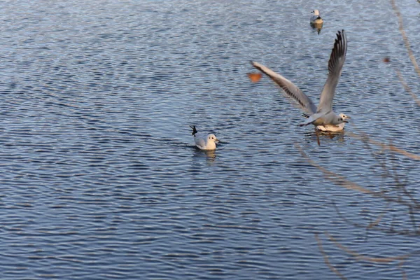 Mewy Kaczki Jeziorze — Zdjęcie stockowe