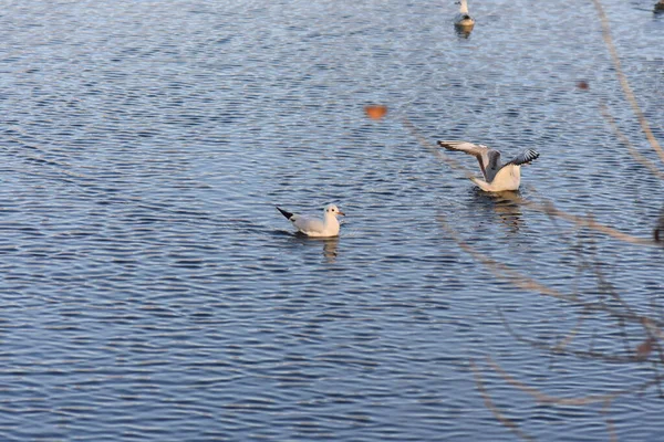Seagulls Ducks Lake — Stock Photo, Image