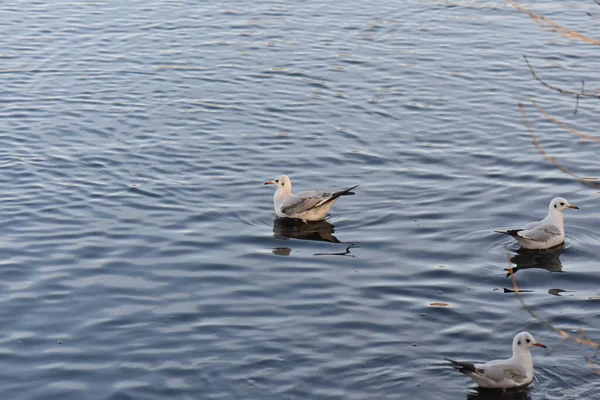 Seagulls Ducks Lake — Foto Stock