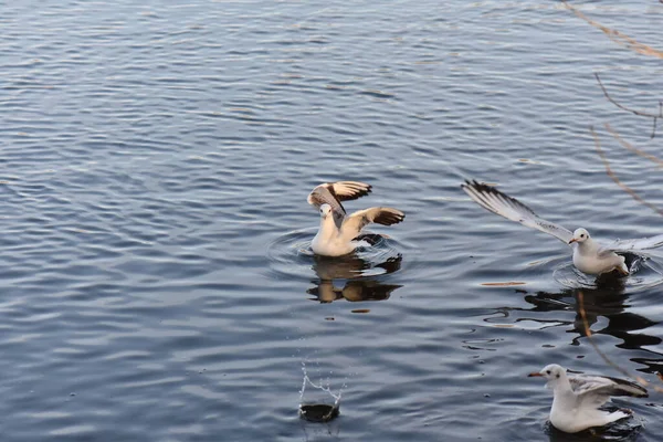 Seagulls Ducks Lake — Fotografia de Stock