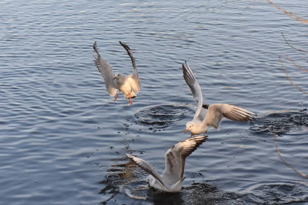 Måsar Och Ankor Sjön — Stockfoto