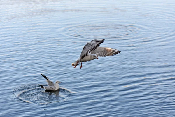 Seagulls Ducks Water — Stock Photo, Image