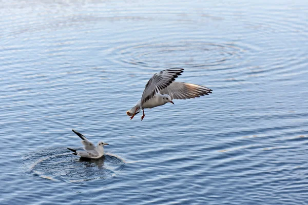 Gabbiani Anatre Sull Acqua — Foto Stock