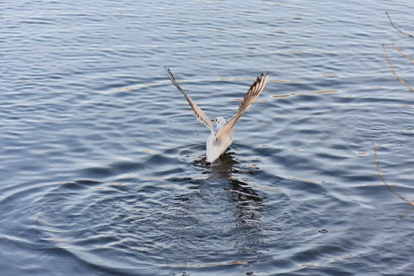 海鳥やアヒルの水中で — ストック写真