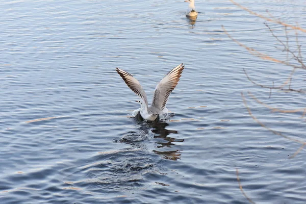 Gabbiani Anatre Sull Acqua — Foto Stock