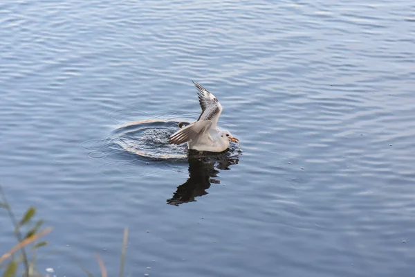 Gaivotas Patos Água — Fotografia de Stock