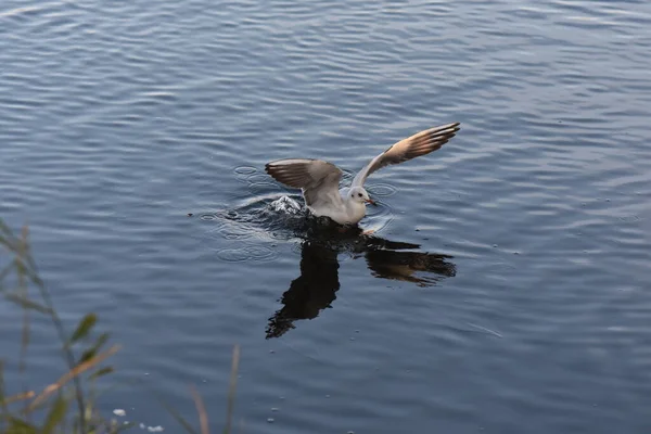 Seagulls Ducks Water — 图库照片