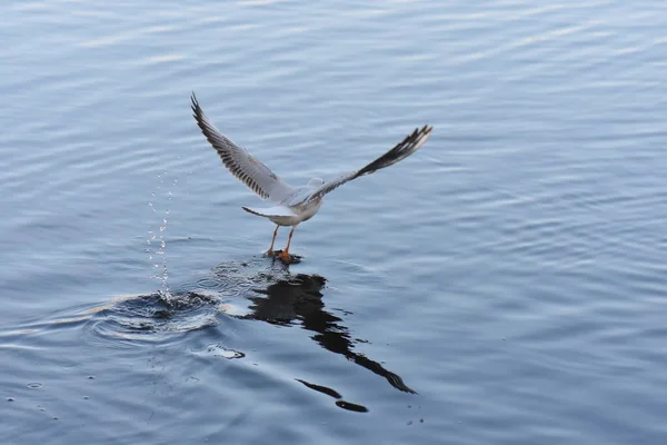 Mouette Volant Dans Eau — Photo