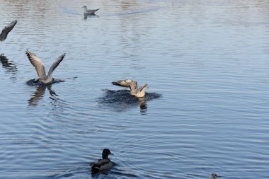 Gölde martılar ve ördekler