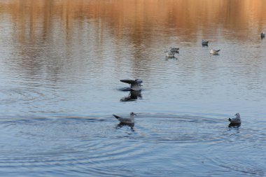 Göldeki martılar ve ördekler