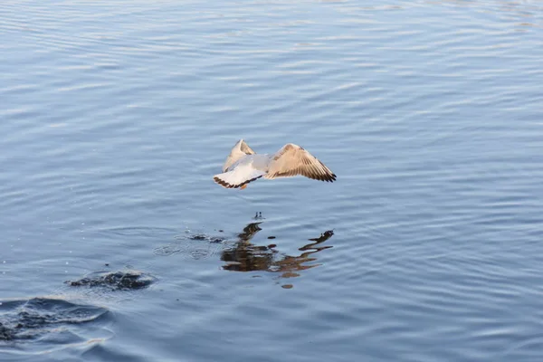 Seagulls Ducks Lake — Fotografia de Stock