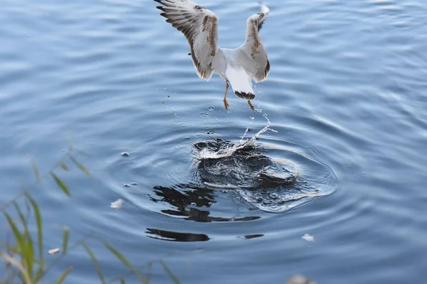 Burung Camar Dan Bebek Danau — Stok Foto
