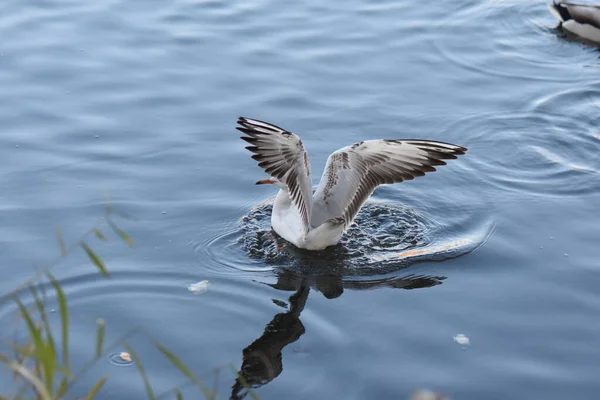 Måsar Och Ankor Sjön — Stockfoto