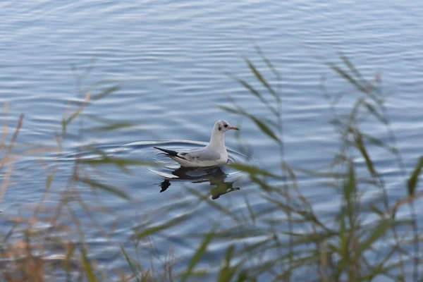 湖の上のカモメやアヒル — ストック写真