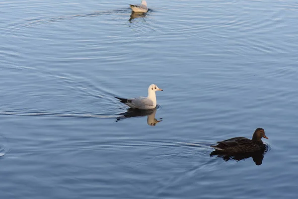 Möwen Und Enten Auf Dem See — Stockfoto