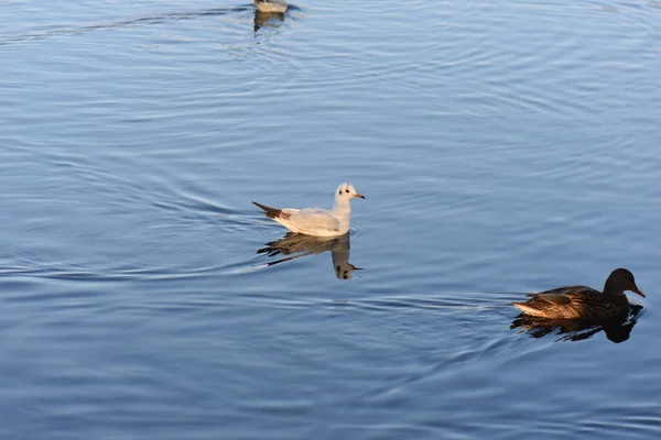 Seagulls Ducks Lake — Fotografia de Stock