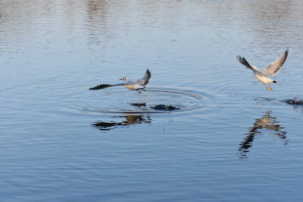 Möwen Und Enten Auf Dem See — Stockfoto