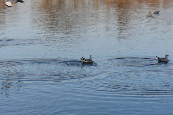 湖の上のカモメやアヒル — ストック写真