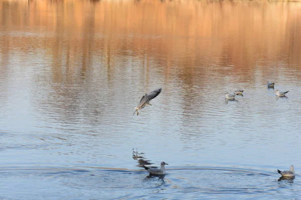 Seagulls Ducks Lake — Stockfoto