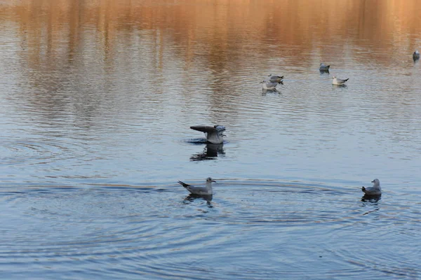 Seagulls Ducks Lake — Foto Stock