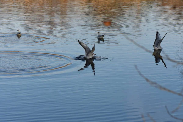 Seagulls Ducks Lake — Stock Photo, Image