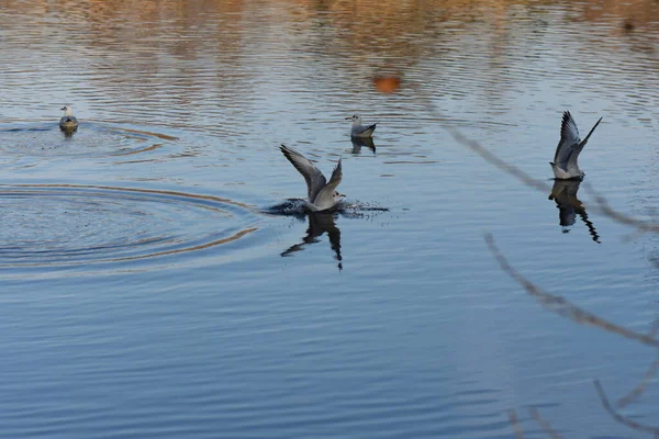 Seagulls Ducks Lake — Stockfoto