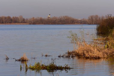 Göldeki martılar ve ördekler