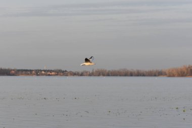Göldeki martılar ve ördekler