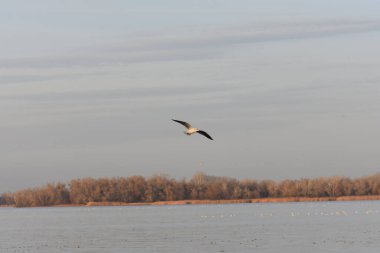 Göldeki martılar ve ördekler