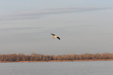 Göldeki martılar ve ördekler