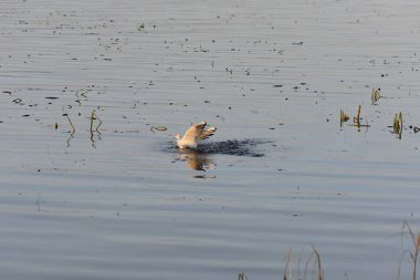 Göldeki martılar ve ördekler