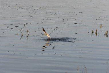 Göldeki martılar ve ördekler