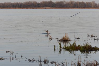Göldeki martılar ve ördekler