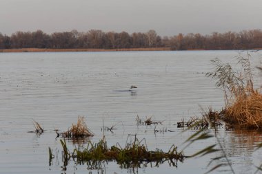 Göldeki martılar ve ördekler