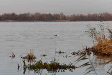 Göldeki martılar ve ördekler