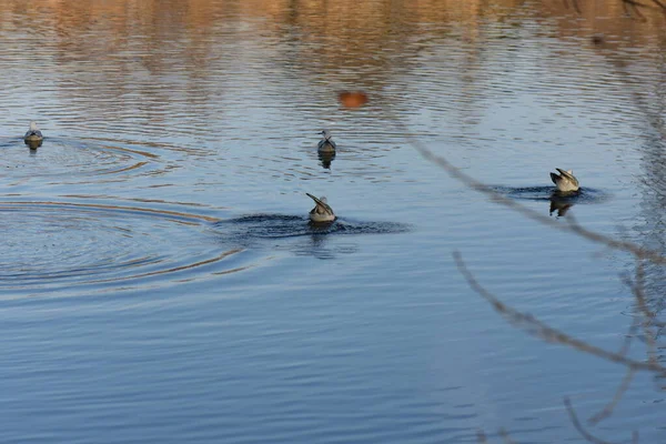 Mouettes Canards Sur Lac — Photo