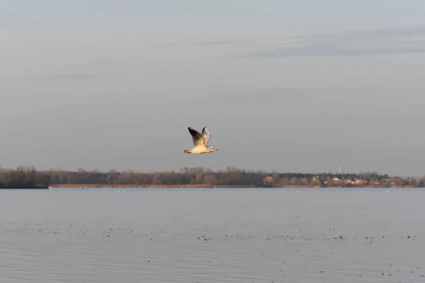 Seagulls Ducks Lake — Stockfoto