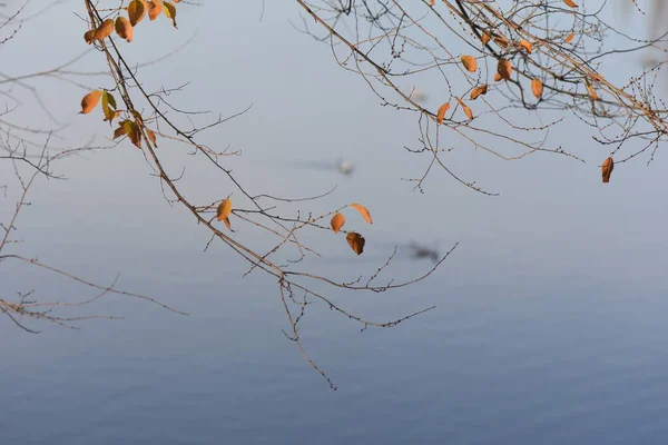 湖の上のカモメやアヒル — ストック写真