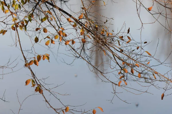 Mouettes Canards Sur Lac — Photo