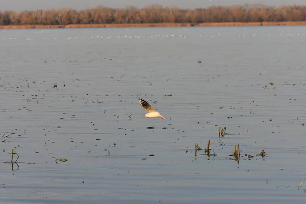 Burung Camar Dan Bebek Danau — Stok Foto