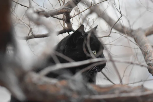 Schwarze Katze Auf Baum — Stockfoto