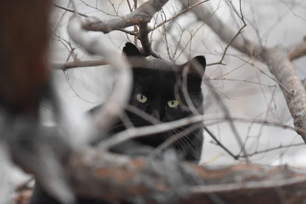 Gato Negro Árbol — Foto de Stock