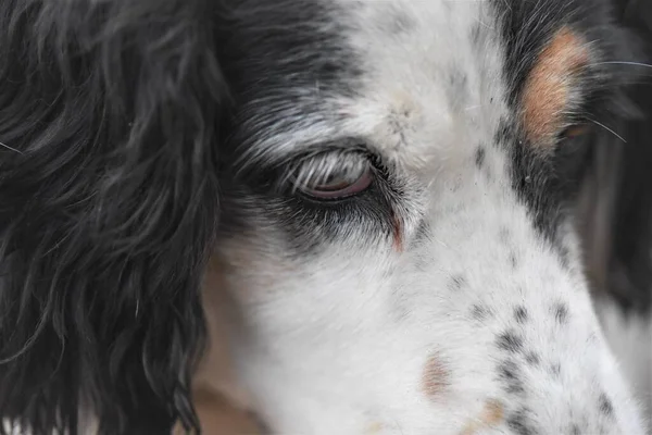 Black White Dog — Stock Photo, Image