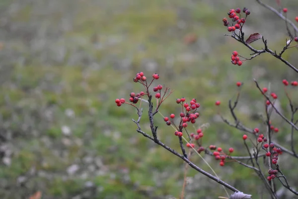 Czerwone Jagody Drzewo — Zdjęcie stockowe
