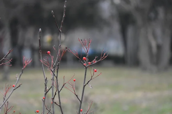 Red Berries Tree — Stock Photo, Image