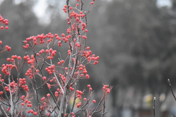 Červené Bobule Stromě — Stock fotografie
