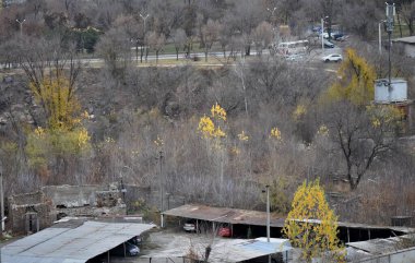 Sonbahar ormanı sabahları
