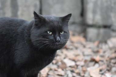 Evsiz siyah kedi portresi